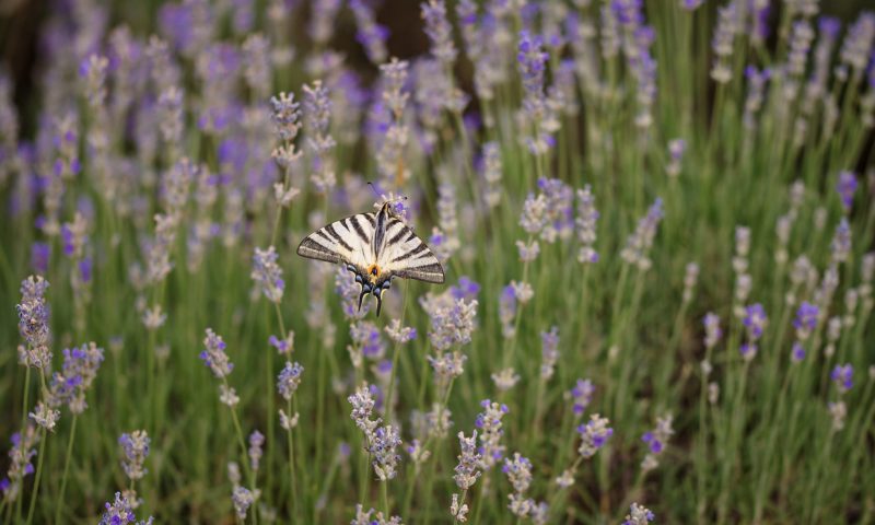 Simona si Ionut Save the date